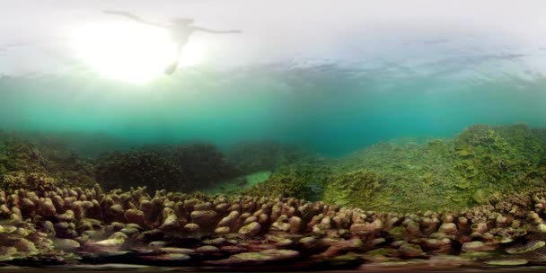 珊瑚礁和热带鱼 vr360 — 图库视频影像