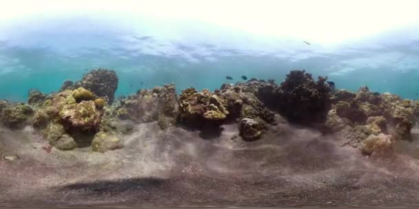 Recifes de coral e peixes tropicais vr360 — Vídeo de Stock