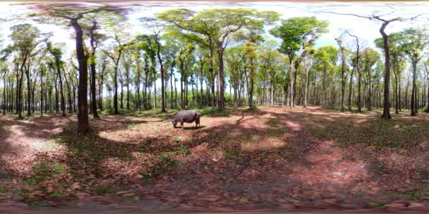 Floresta tropical com grandes árvores vr360 — Vídeo de Stock