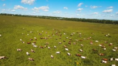 İnekler çayırlarda otluyor.