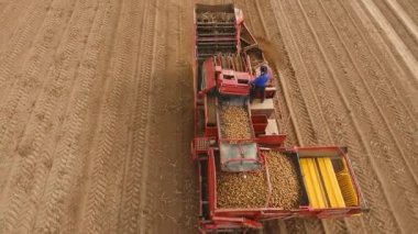 Tarlada patates topluyorum.