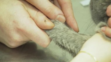 Veteriner kan kedi--dan alır..