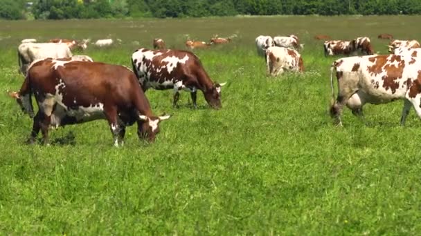 Vacas que pastam em pastagens — Vídeo de Stock