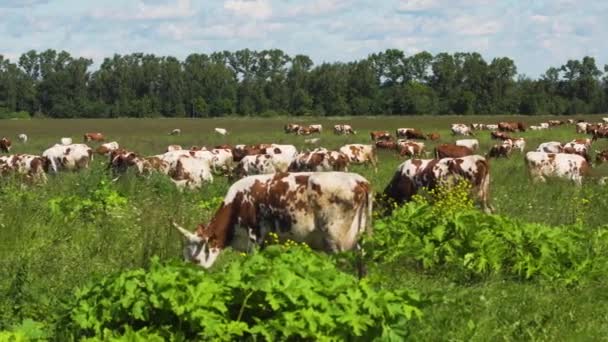 Корови пасуться на пасовищі — стокове відео
