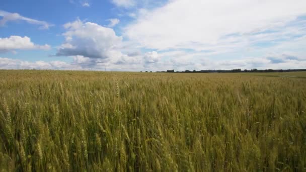 Campo de trigo no campo. — Vídeo de Stock