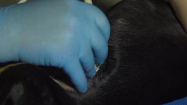 Diagnóstico por ultrasonido en clínica veterinaria. — Vídeo de stock
