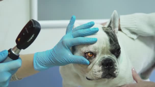 Veterinär ögonläkare undersöker ögonen på hund. — Stockvideo