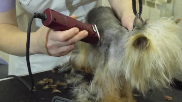 Hund i sällskapsdjur grooming salong. — Stockvideo