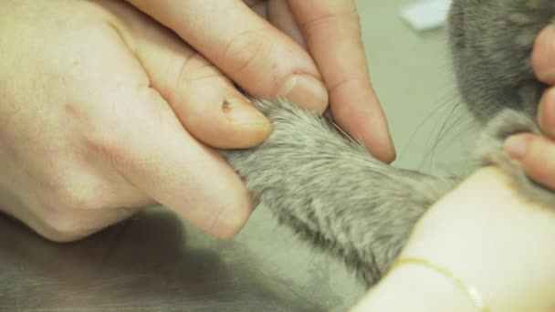 Veterinarian takes the blood from the cat. — Stock Video