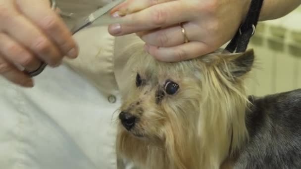 Cão no salão de pet grooming. — Vídeo de Stock