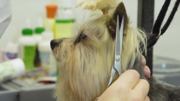 Perro en salón de aseo de mascotas. — Vídeos de Stock