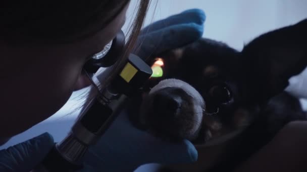 Veterinär ögonläkare undersöker ögonen på hund. — Stockvideo