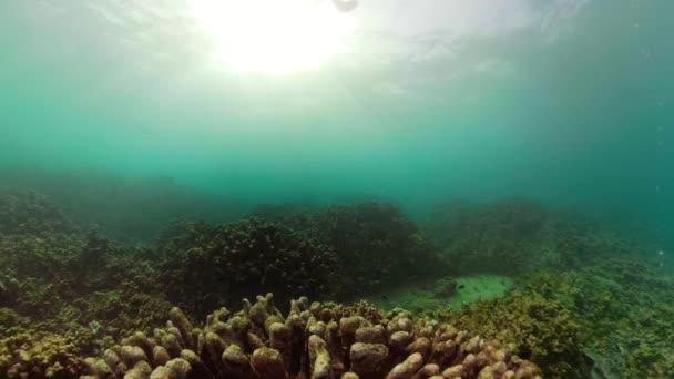 Recif de corali și pește tropical — Videoclip de stoc