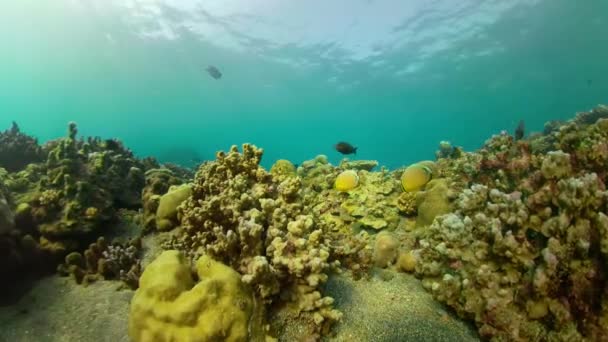 Korallenriff und tropische Fische — Stockvideo