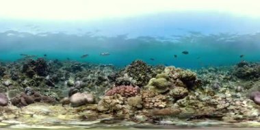 Mercan ve tropikal balık vr360