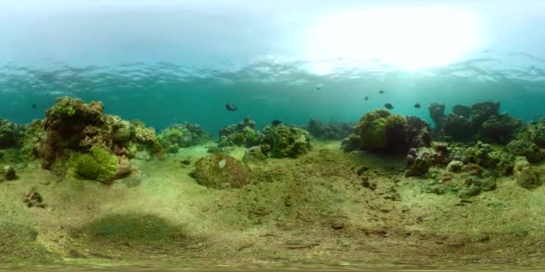 Récif corallien et poissons tropicaux vr360 — Video