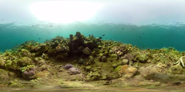 Recifes de coral e peixes tropicais vr360 — Vídeo de Stock