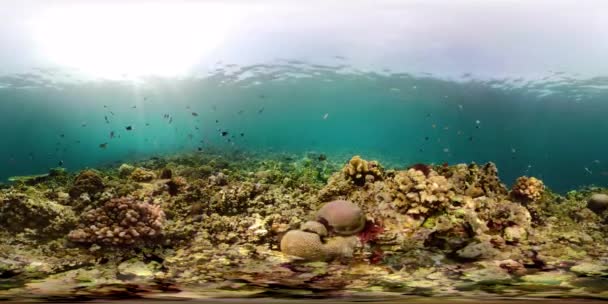 Mercan ve tropikal balık vr360 — Stok video