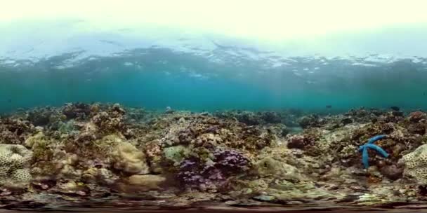 Arrecife de coral y peces tropicales vr360 — Vídeo de stock