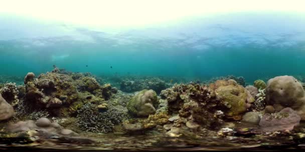 Recifes Coral Peixes Tropicais Mundo Subaquático Vr360 Com Corais Muito — Vídeo de Stock