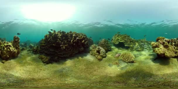 Vr360 산호초와 열대어 — 비디오