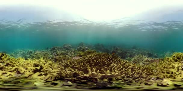 Karang karang dan ikan tropis vr360 — Stok Video