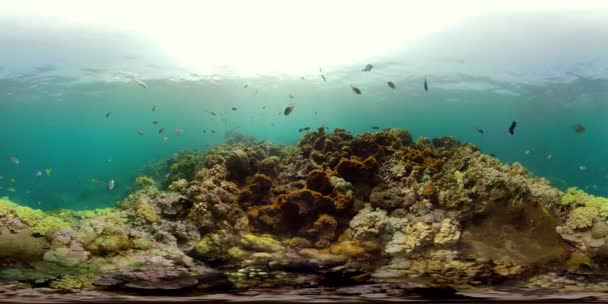 Mercan ve tropikal balık vr360 — Stok video
