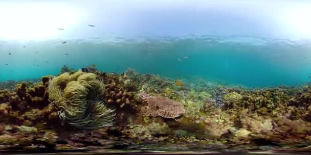 Coral reef and tropical fish vr360 — Stock Video