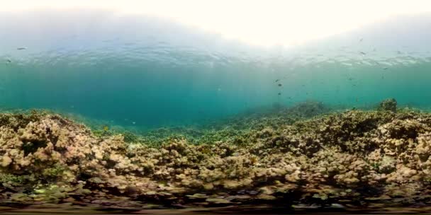 Arrecife de coral y peces tropicales vr360 — Vídeo de stock