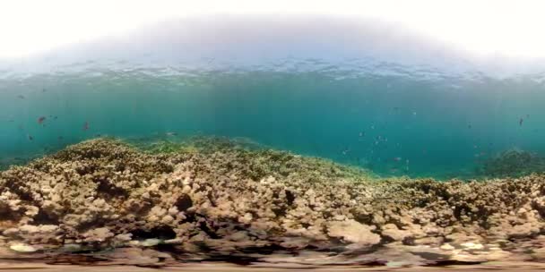 Arrecife de coral y peces tropicales vr360 — Vídeo de stock