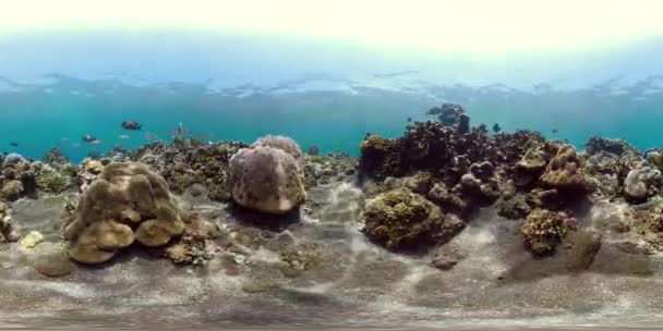 Arrecife de coral y peces tropicales vr360 — Vídeo de stock