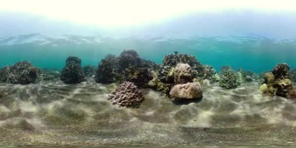 Arrecife de coral y peces tropicales vr360 — Vídeo de stock