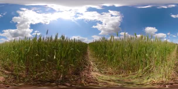 Campo di grano verde 360VR — Video Stock