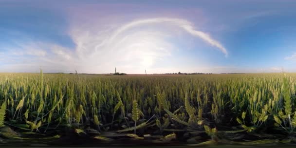 Campo de trigo verde 360VR — Vídeos de Stock