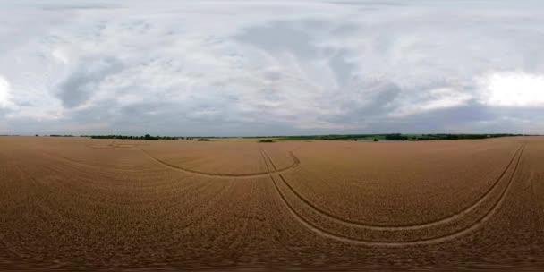 Желтое пшеничное поле VR360 — стоковое видео
