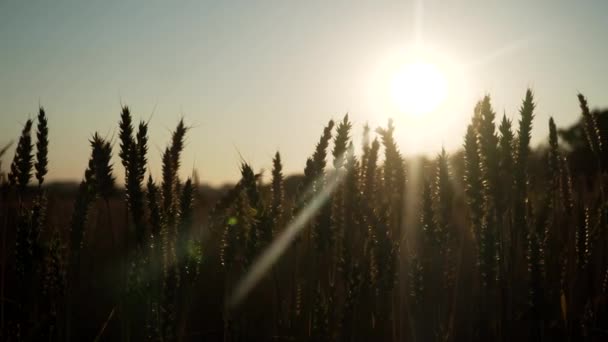 Campo de trigo ao pôr do sol — Vídeo de Stock