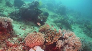 Mercan ve tropikal balık. Filipinler, Mindoro.