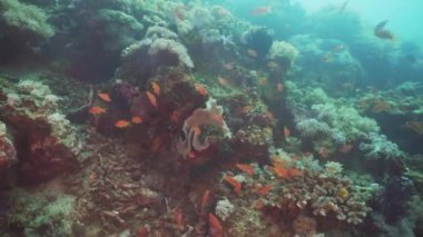 Mercan ve tropikal balık. Filipinler, Mindoro.