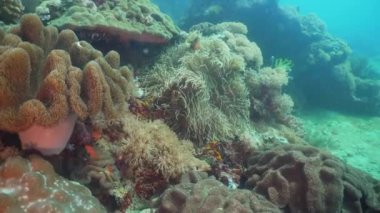 Palyaço balığı tehlikede actinia içinde.