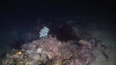 Coral reef. Philippines, Mindoro.