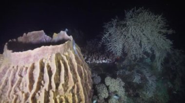Coral reef. Philippines, Mindoro.