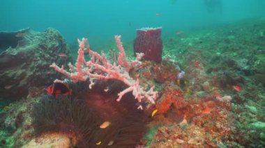 Mercan ve tropikal balık. Filipinler, Mindoro.