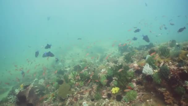 Arrecife de coral y peces tropicales. Filipinas, Mindoro . — Vídeos de Stock
