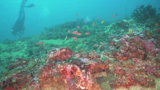 Recifes de coral e peixes tropicais. Filipinas, Mindoro . — Vídeo de Stock