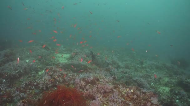 Arrecife de coral y peces tropicales. Filipinas, Mindoro . — Vídeo de stock