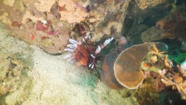 Arrecife de coral y peces tropicales. Filipinas, Mindoro — Vídeo de stock