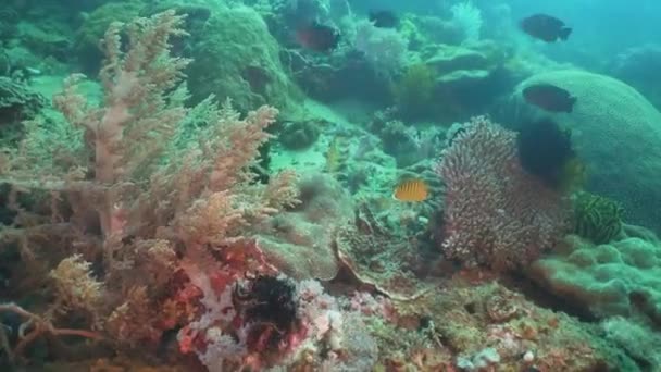 Arrecife de coral y peces tropicales. Filipinas, Mindoro . — Vídeos de Stock