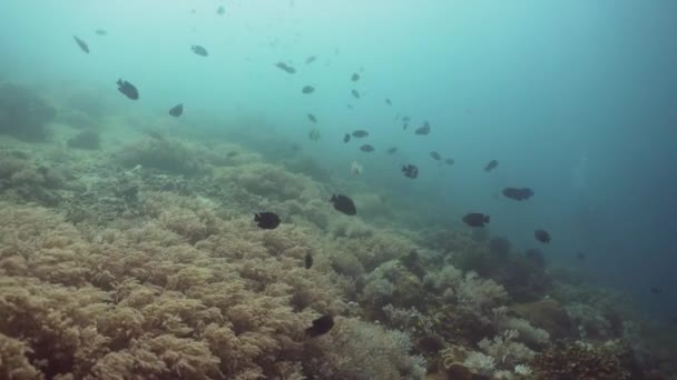 Recifes de coral e peixes tropicais. Filipinas, Mindoro . — Vídeo de Stock