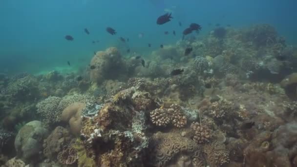 Recifes de coral e peixes tropicais. Filipinas, Mindoro . — Vídeo de Stock