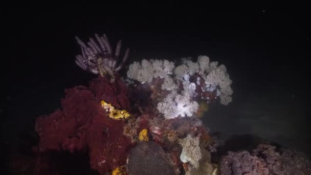 Coral reef. Philippines, Mindoro. — Stockvideo